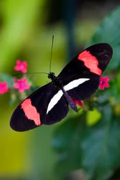 Butterfly on flower Stock Photos