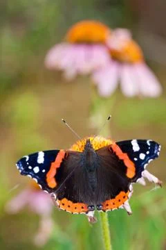 Butterfly on a flower Stock Photos