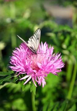 Butterfly on the flower Stock Photos