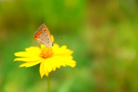 Butterfly on Flower Foto stock