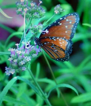 Butterfly on Flower Stock Photos