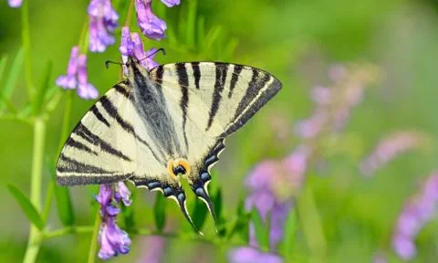 Butterfly on flower Stock Photos
