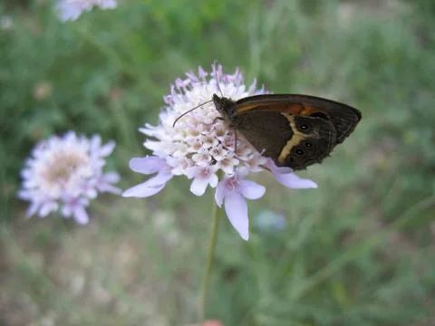 Butterfly on a flower Stock Photos