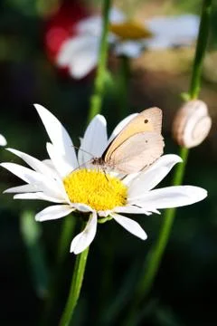 Butterfly on flower Foto stock
