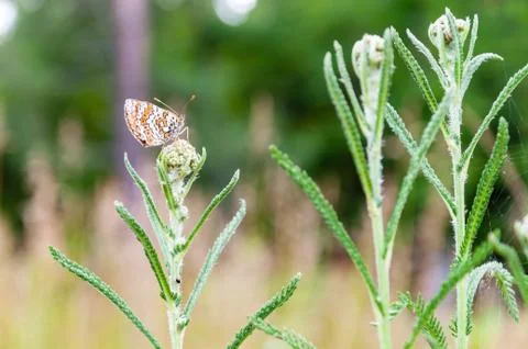Butterfly on a flower Stock Photos