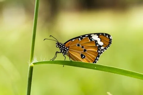 Butterfly on a flower. Fotos Stock