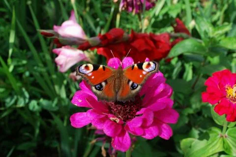 Butterfly on flower Stock Photos