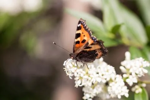 Butterfly on a flower Stock Photos