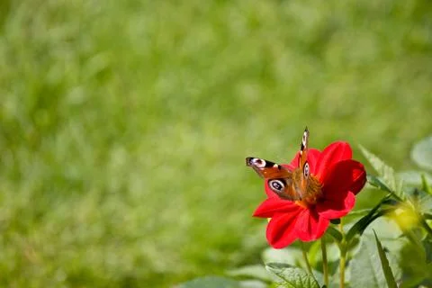 Butterfly on flower Stock Photos
