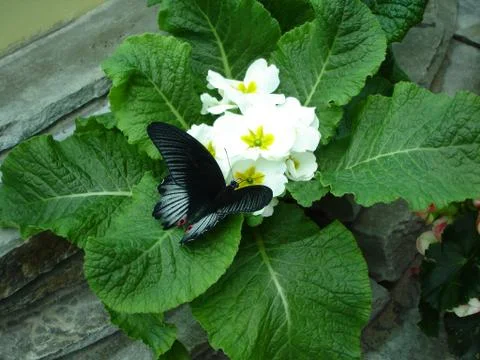 Butterfly on a flower Stock Photos