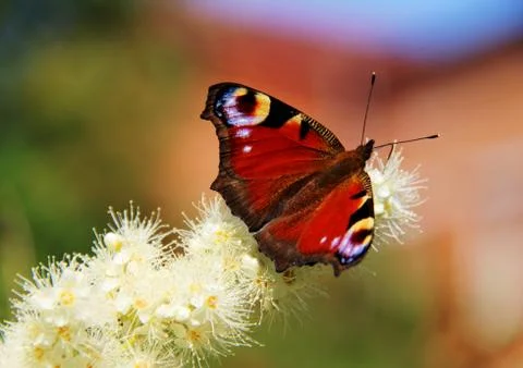 Butterfly on a flower Stock Photos