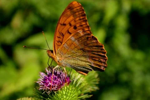 Butterfly on a flower Stock Photos