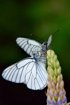 Butterfly on a flower Stock Photos