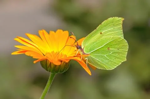 Butterfly on a flower Stock Photos