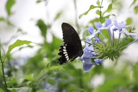 Butterfly on flower Stock Photos
