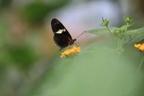 Butterfly on flower Stock Photos