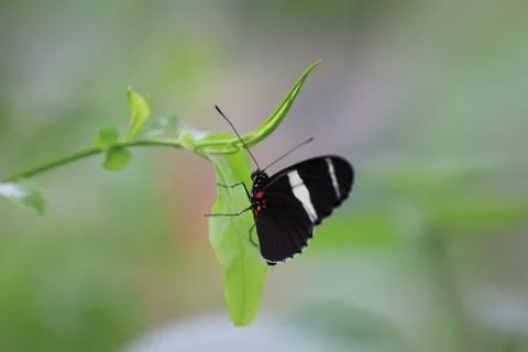 Butterfly on flower Stock Photos