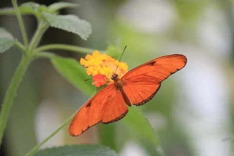 Butterfly on flower Stock Photos