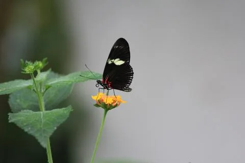 Butterfly on flower Stock Photos