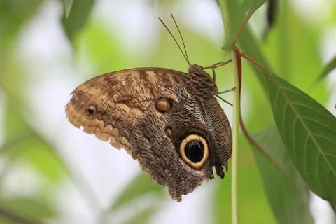 Butterfly on flower Stock Photos