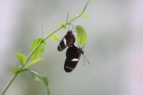 Butterfly on flower Stock Photos