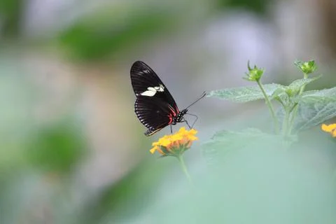 Butterfly on flower Stock Photos