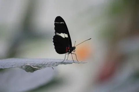 Butterfly on flower Stock Photos