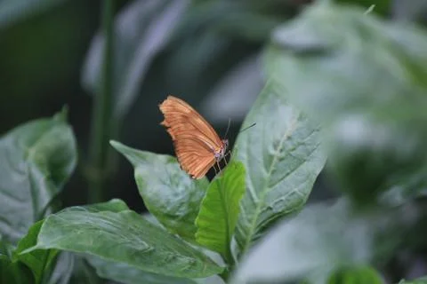 Butterfly on flower Stock Photos