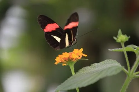 Butterfly on flower Stock Photos