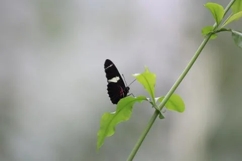 Butterfly on flower Stock Photos