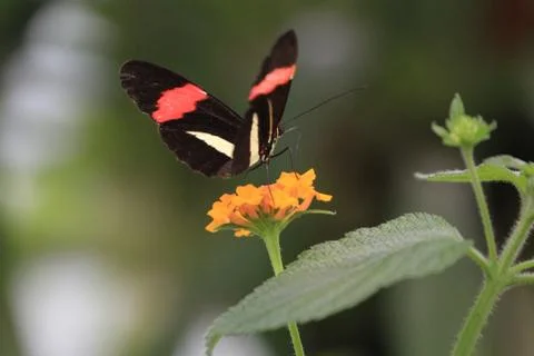 Butterfly on flower Stock Photos