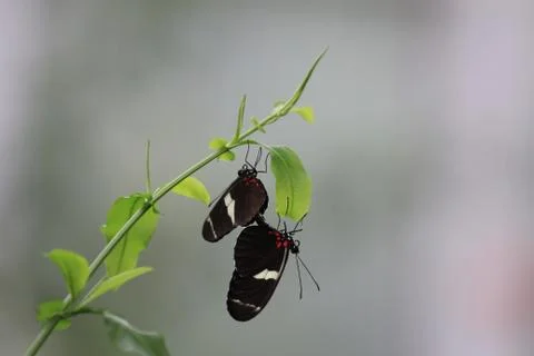 Butterfly on flower Stock Photos