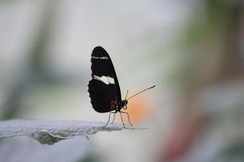 Butterfly on flower Stock Photos