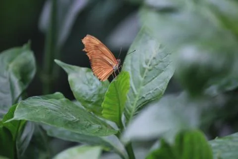 Butterfly on flower Stock Photos