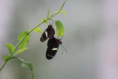 Butterfly on flower Stock Photos