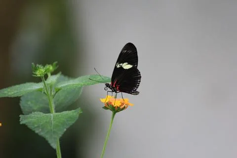 Butterfly on flower Stock Photos