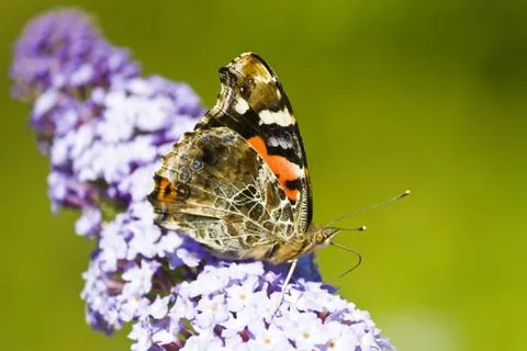 Butterfly on a flower Stock Photos