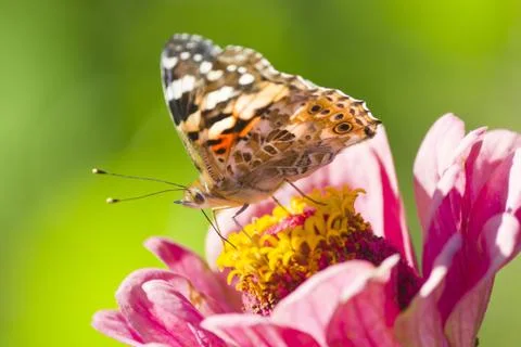 Butterfly on a flower Stock Photos