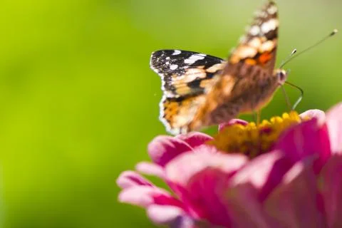 Butterfly on a flower Stock Photos