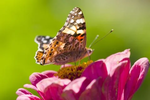 Butterfly on a flower Stock Photos