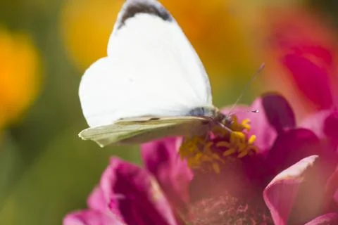 Butterfly on a flower Stock Photos