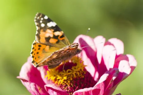 Butterfly on a flower Stock Photos