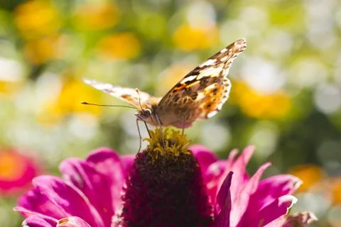 Butterfly on a flower Stock Photos