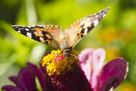 Butterfly on a flower Stock Photos