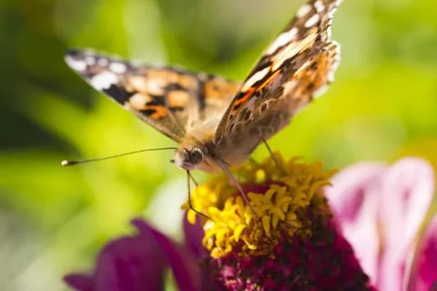 Butterfly on a flower Stock Photos