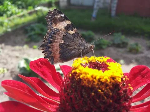 Butterfly on flower Foto stock