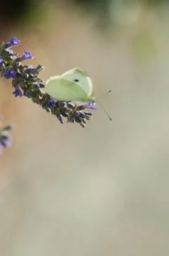 Butterfly on flower Stock Photos