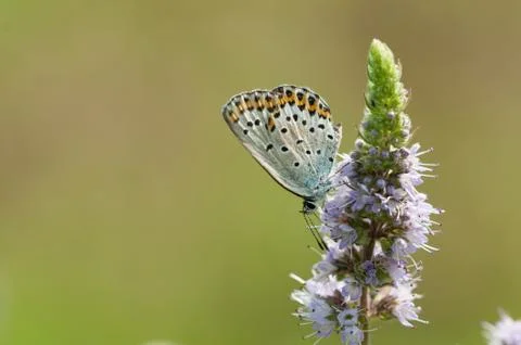 Butterfly on flower Stock Photos