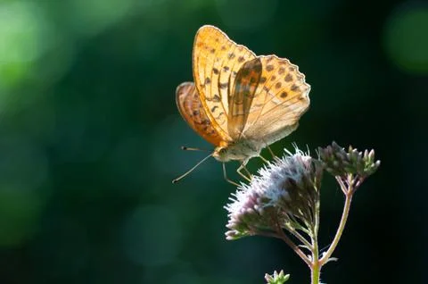 Butterfly on flower Stock Photos