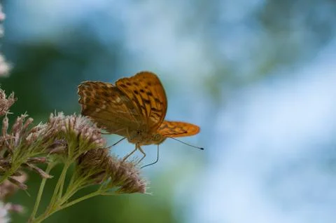 Butterfly on flower Stock Photos